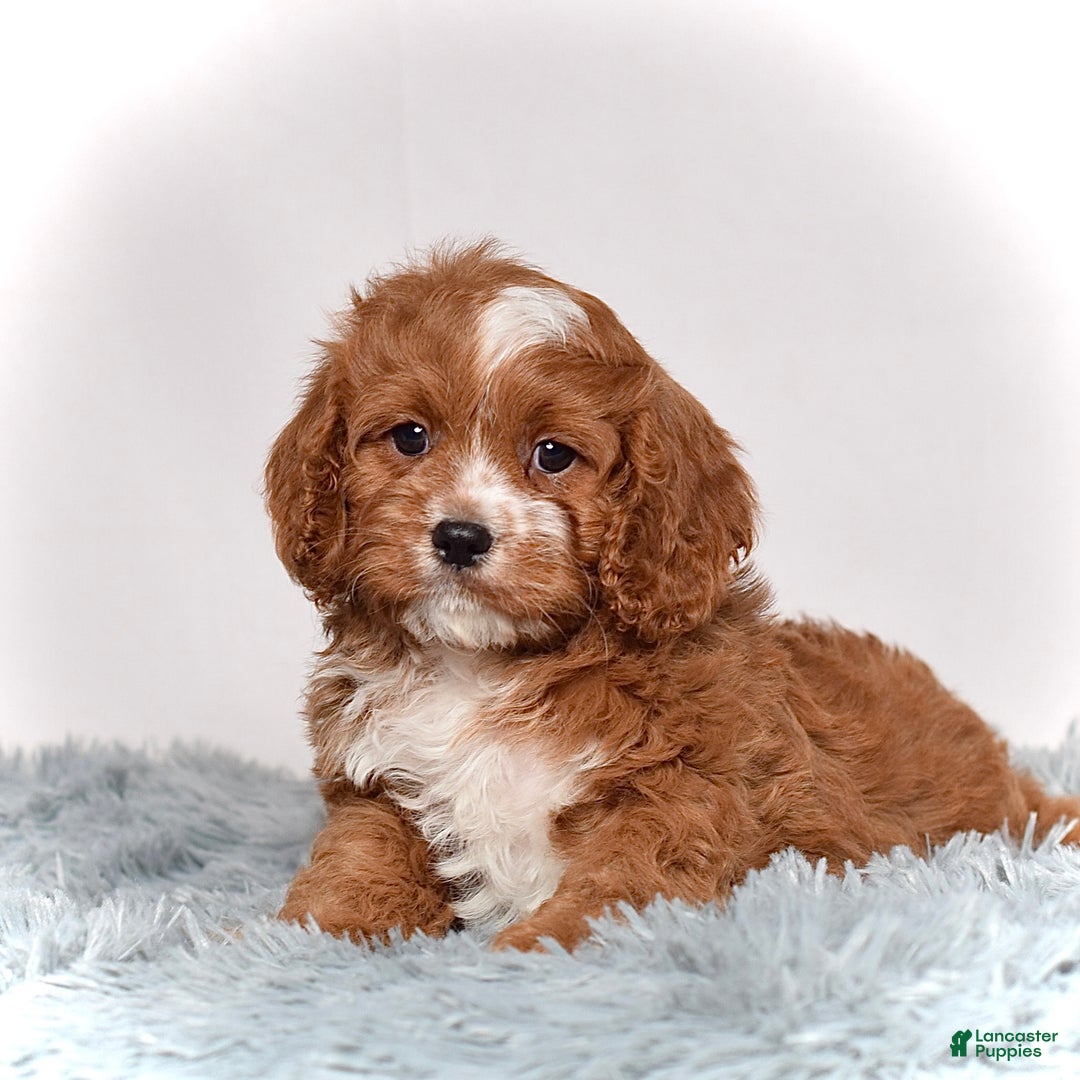Hypoallergenic Puppies for sale Lancaster Puppies