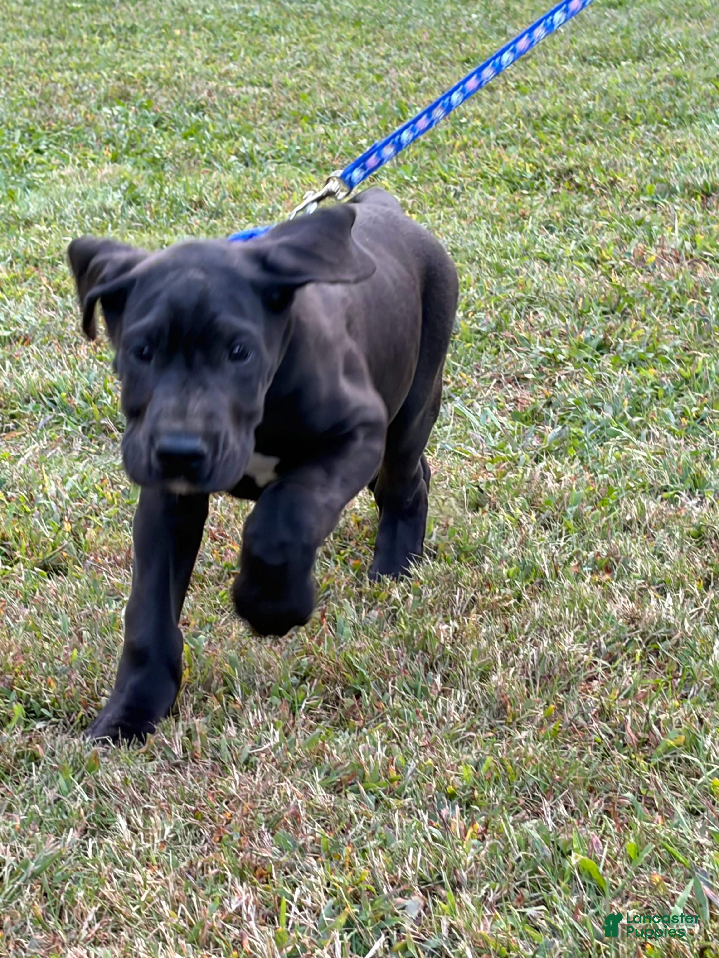 Great Dane dogs Cheyenne - Ad 2