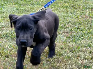 Great Dane dogs Cheyenne - Ad 2