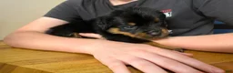 Rottweiler dogs for sale: Rottweiler Puppy 3 - Ad 3