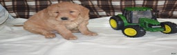 Golden Retriever dogs for sale: Robby - Ad 1