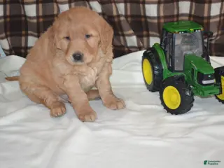 Golden Retriever dogs Robby - Ad 35