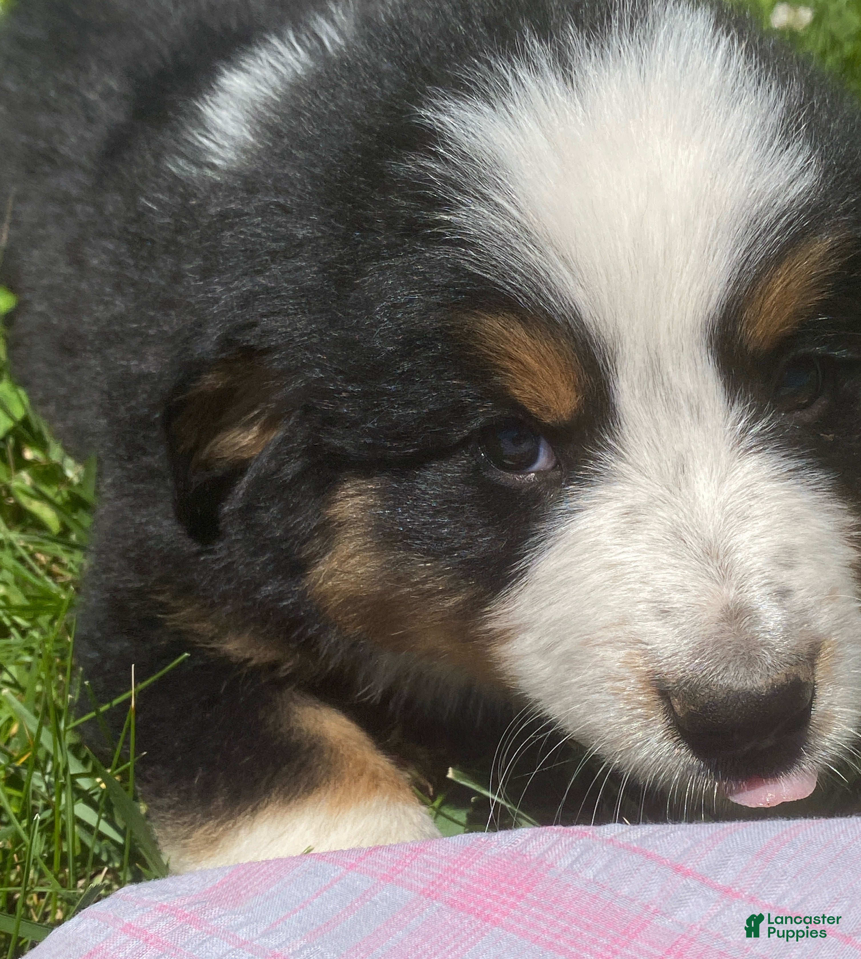 Mixed Breed dogs for sale: ♥️SWEET BERNIE♥️ - Ad 5