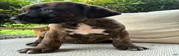 Cane Corso dogs for sale: Cane Corso Brindle  - Ad 3