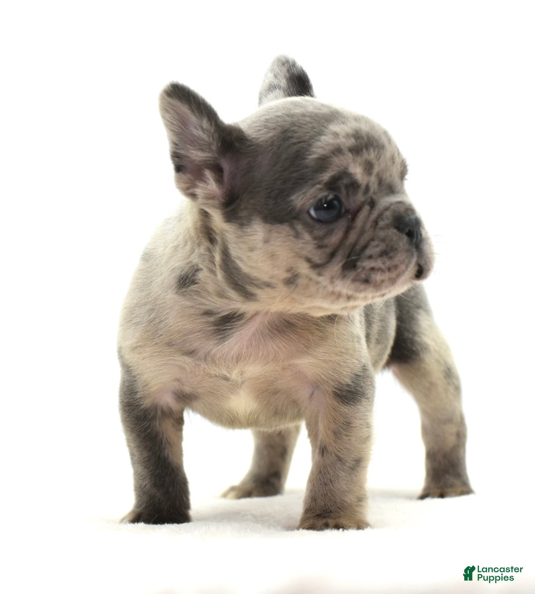 Mixed Breed dogs for sale: Hollywood merle blue  - Ad 2