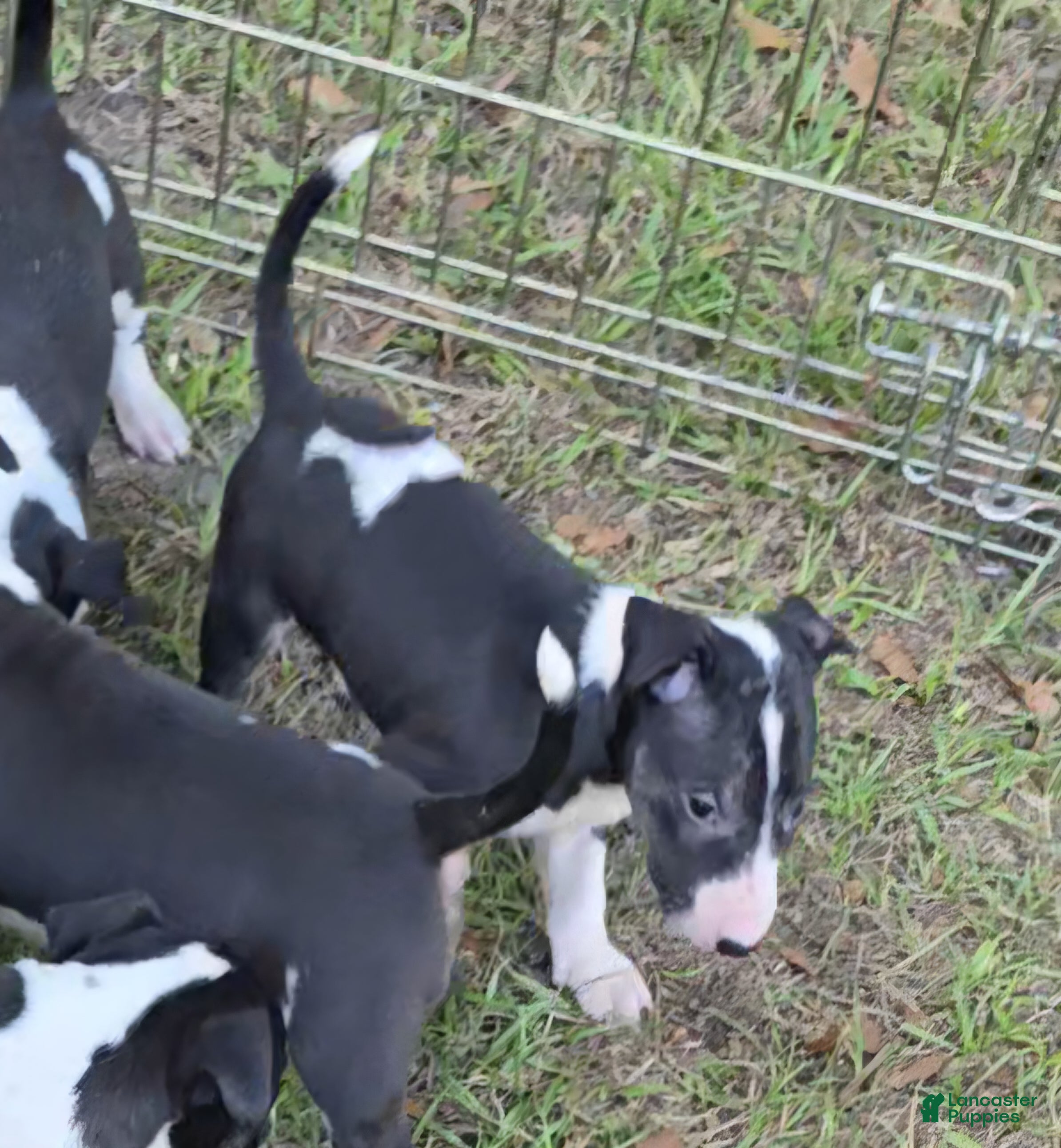 Bull Terrier