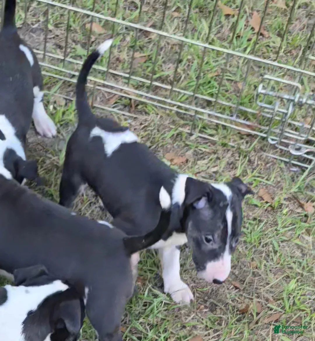 Bull Terrier dogs for sale: Bull Terrier 1 - Ad 1