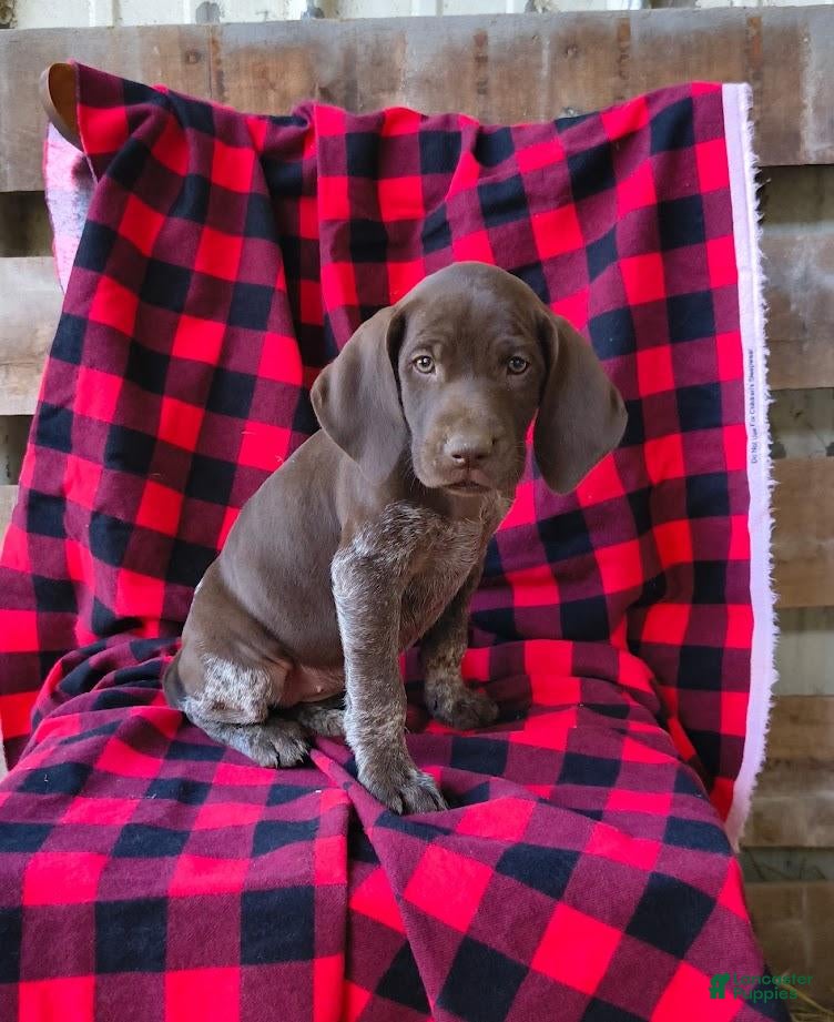 German Shorthaired Pointer dogs Lia - Ad 2