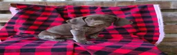 German Shorthaired Pointer dogs for sale: Lia - Ad 2