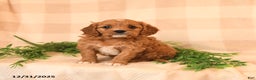 Cavapoo dogs for sale: Cherish - Ad 1