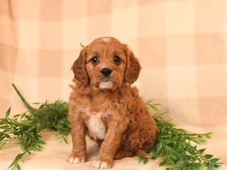 Cavapoo dogs Cherish - Ad 26