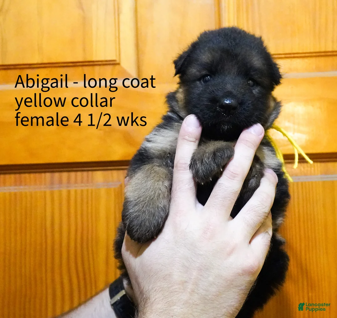 German Shepherd dogs for sale: German Shepherd 2 - Ad 2