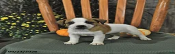 Jack Russell Terrier dogs for sale: Frances - Ad 3