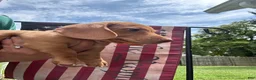 Miniature Dachshund dogs for sale: Miniature Dachshund 3 - Ad 2