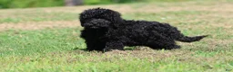 Mini Bernedoodle dogs for sale: Raven - Ad 3