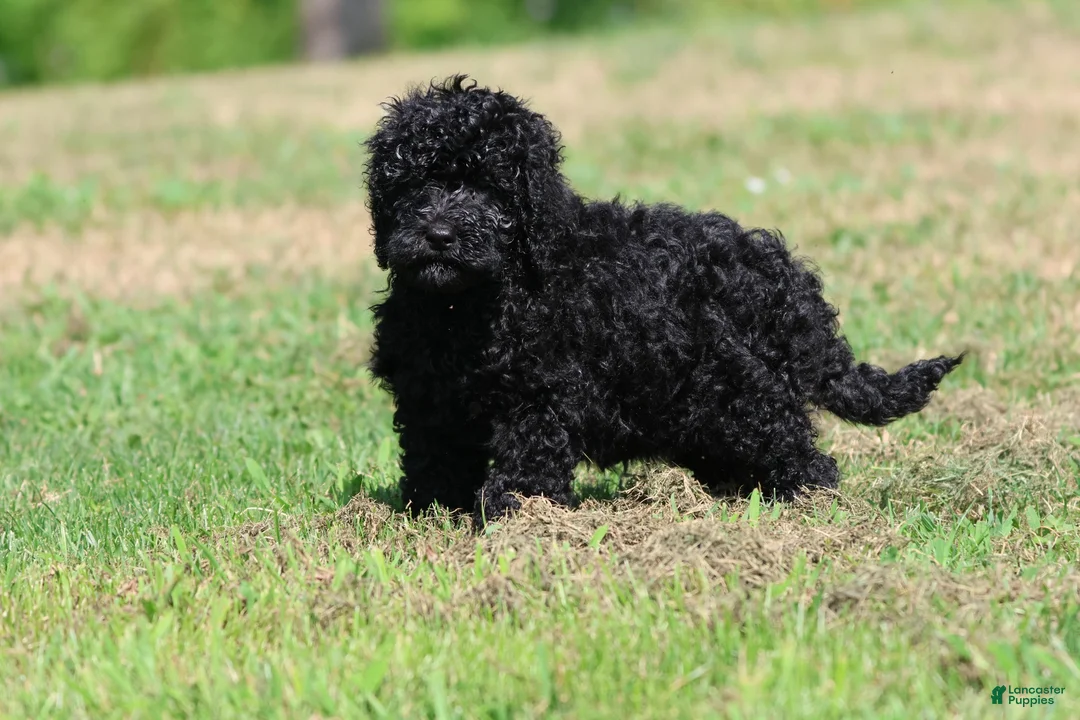 Mini Bernedoodle dogs for sale: Raven - Ad 3