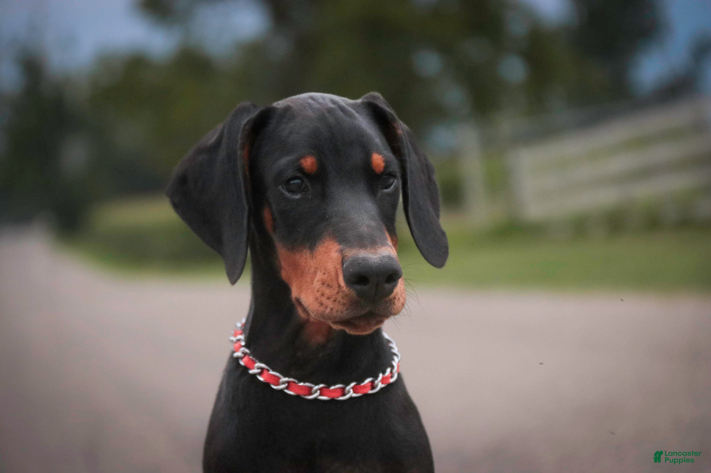 Doberman Pinscher dogs Griffin - Ad 2