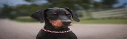 Doberman Pinscher dogs for sale: Griffin - Ad 2