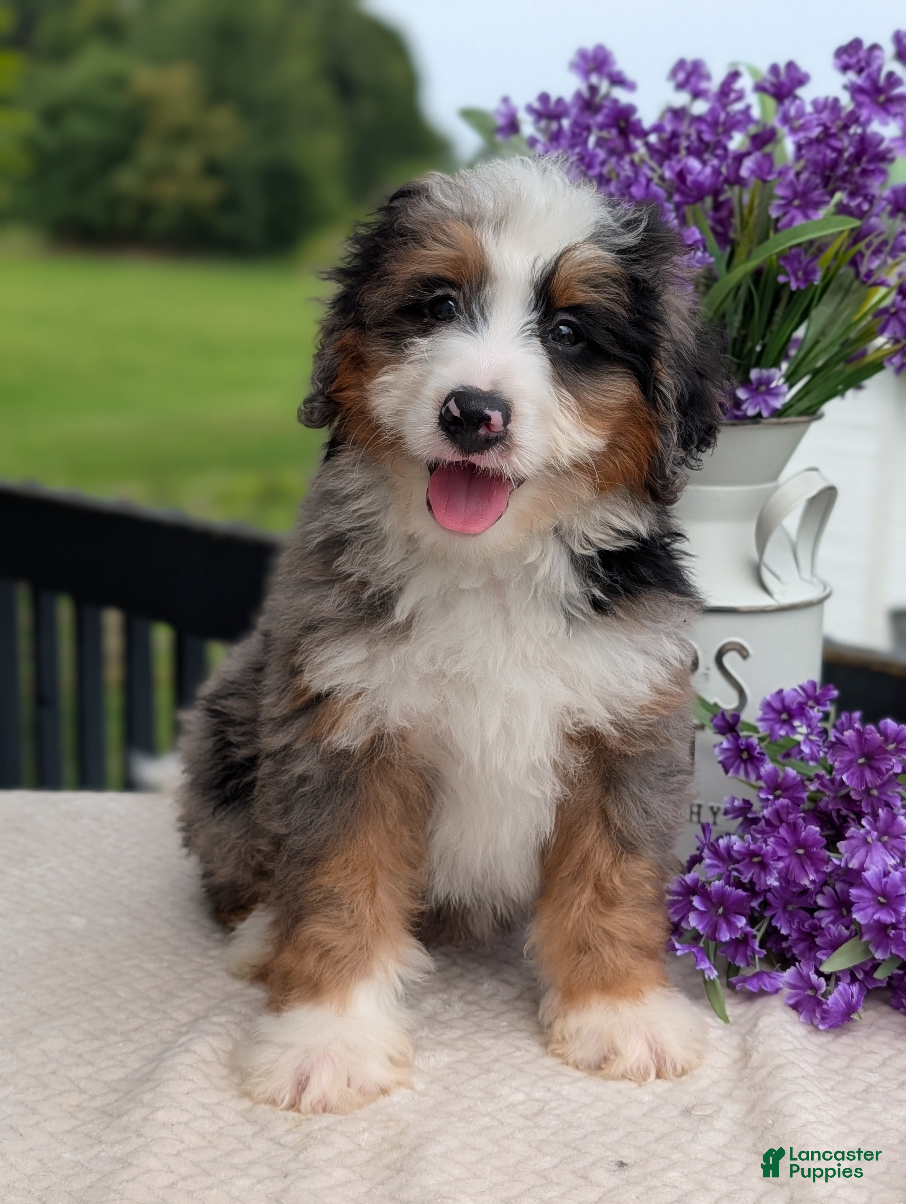 Mini Bernedoodle dogs Mini Louie  - Ad 2