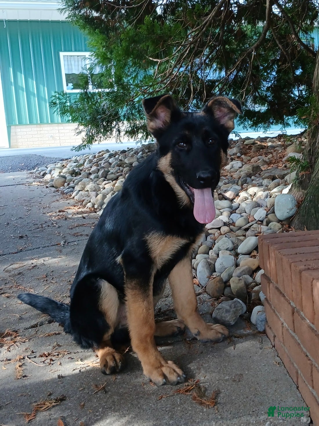 German Shepherd dogs German Shepherd Puppy 1 - Ad 37
