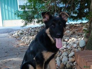 German Shepherd dogs German Shepherd Puppy 1 - Ad 38