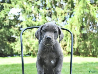 Cane Corso dogs - Ad 24