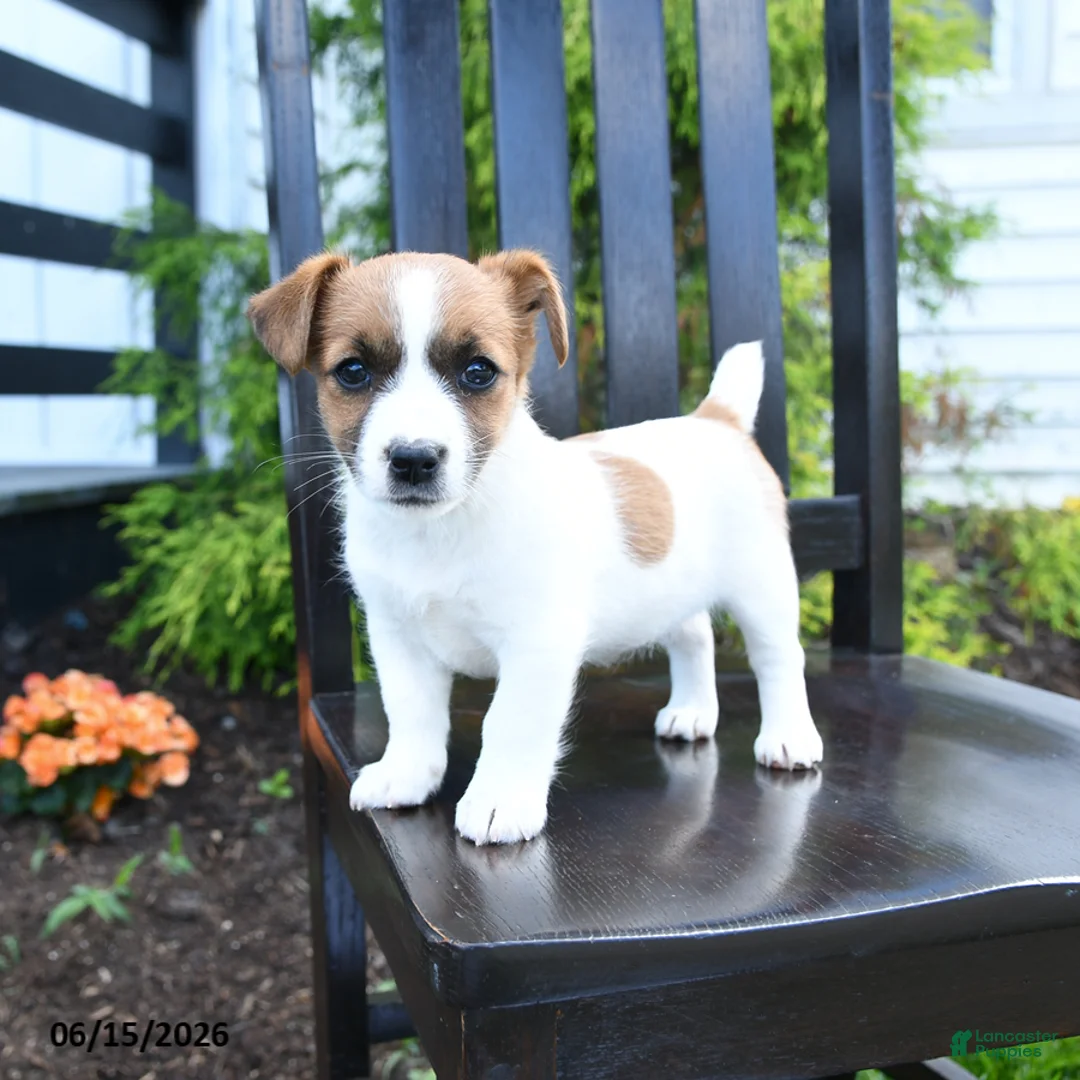 Jack Russell Terrier dogs for sale: Minnie - Ad 2