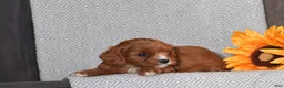 Cavapoo dogs for sale: Anna - Ad 2
