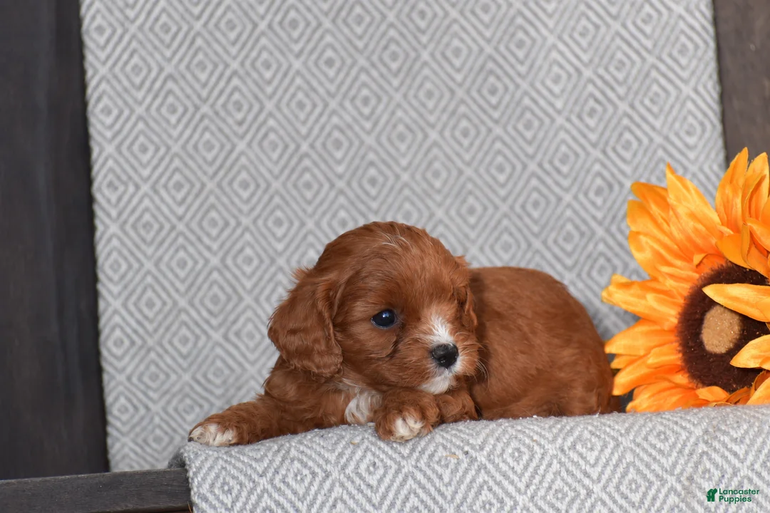 Cavapoo dogs for sale: Anna - Ad 2