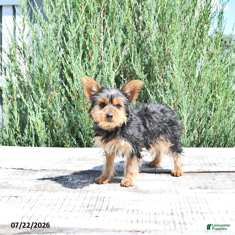 Yorkshire Terrier dogs Bella   - Ad 1
