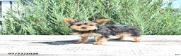 Yorkshire Terrier dogs for sale: Bella   - Ad 1