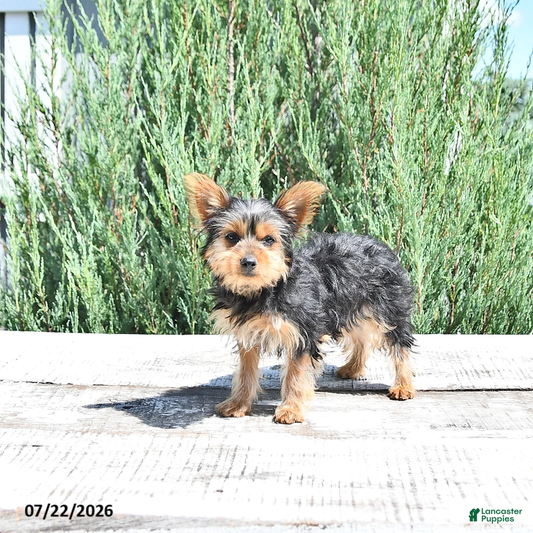 Yorkshire Terrier dogs for sale: Bella   - Ad 1