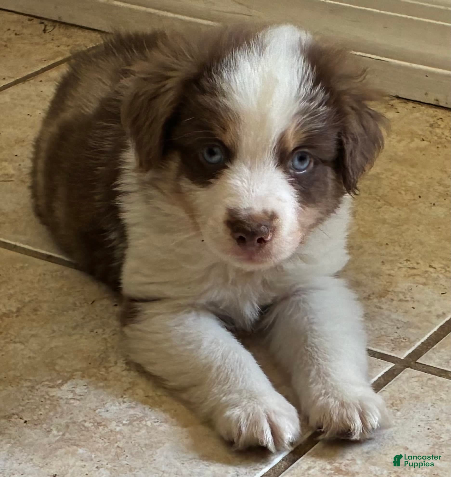 Blue Eyes Older Mini Aussie For Sale 11+ Thousand Puppy Blue Merle