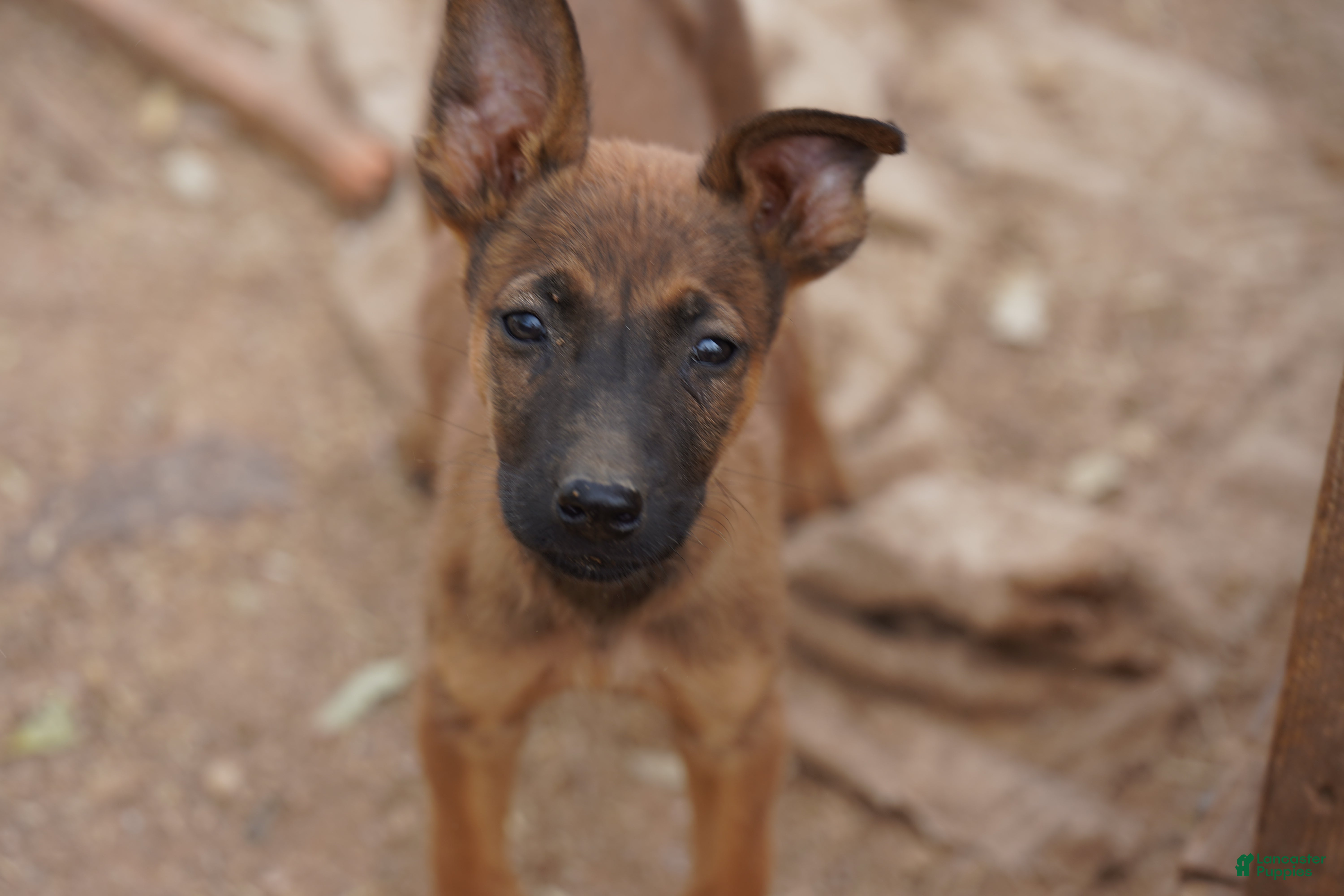 Belgian Malinois dogs Malinois M 1 - Ad 12