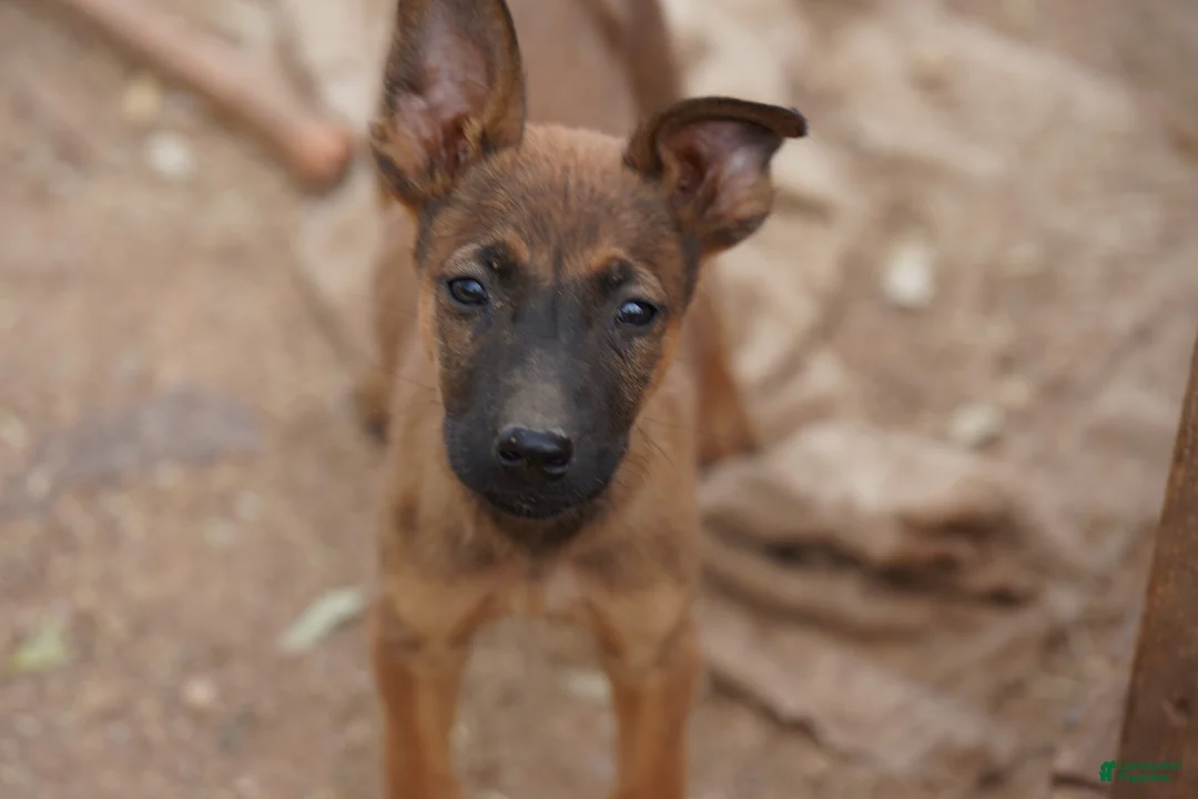 Belgian Malinois dogs for sale: Malinois M 1 - Ad 1