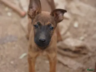Belgian Malinois dogs Malinois M 1 - Ad 12