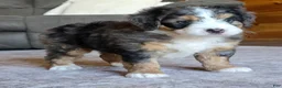 Mini Bernedoodle dogs for sale: Mini Bentley  - Ad 3