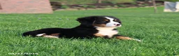 Bernese Mountain Dog dogs for sale: Molly - Ad 9
