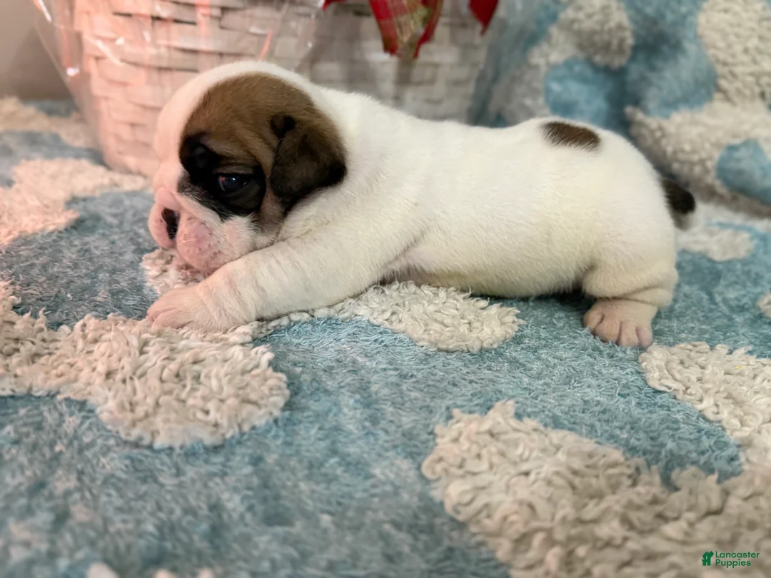 English Bulldog dogs for sale: English Bulldog Puppy 1 - Ad 4