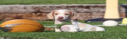 Miniature Dachshund dogs for sale: Jackson - Ad 9