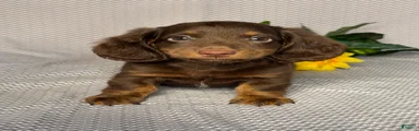 Oscar