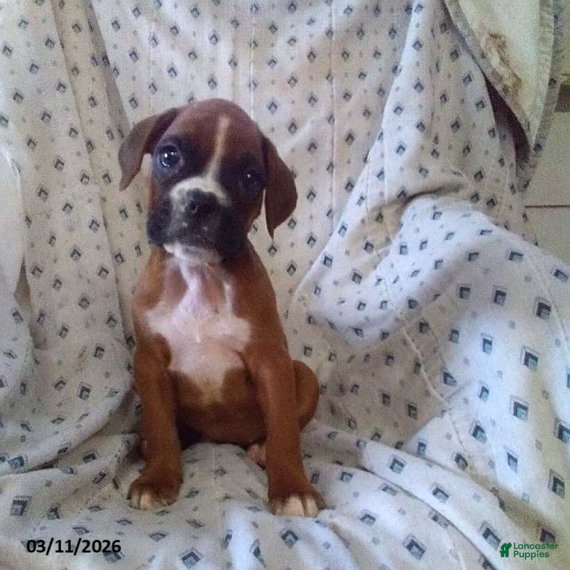 Boxer dogs Roxy - Ad 1