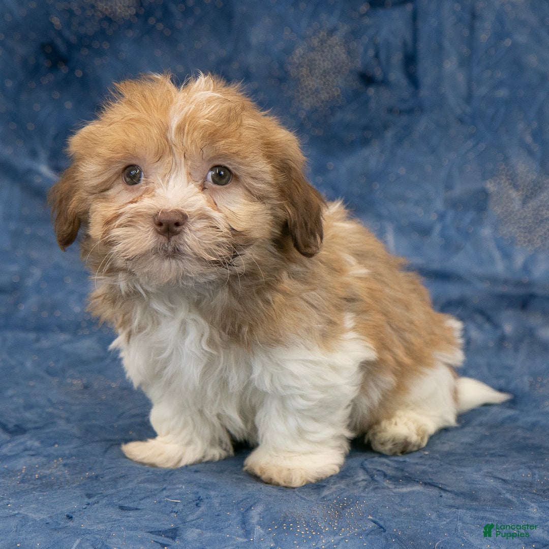 Havapoo dogs for sale: Buddy - Ad 5