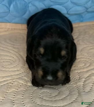 Mixed Breed dogs Snookie - Ad 2