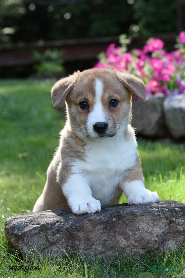 Welsh Corgi Pembroke dogs Olivia - Ad 1