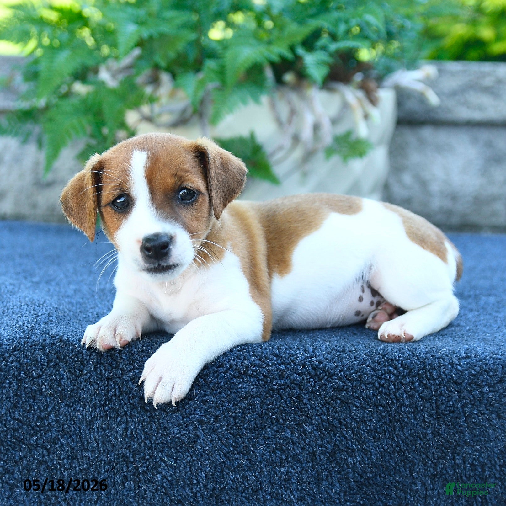 Jack Russell Terrier dogs Jocelyn - Ad 2