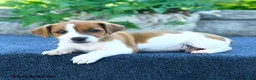 Jack Russell Terrier dogs for sale: Jocelyn - Ad 2