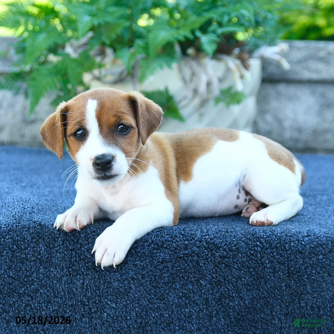 Jack Russell Terrier dogs for sale: Jocelyn - Ad 2
