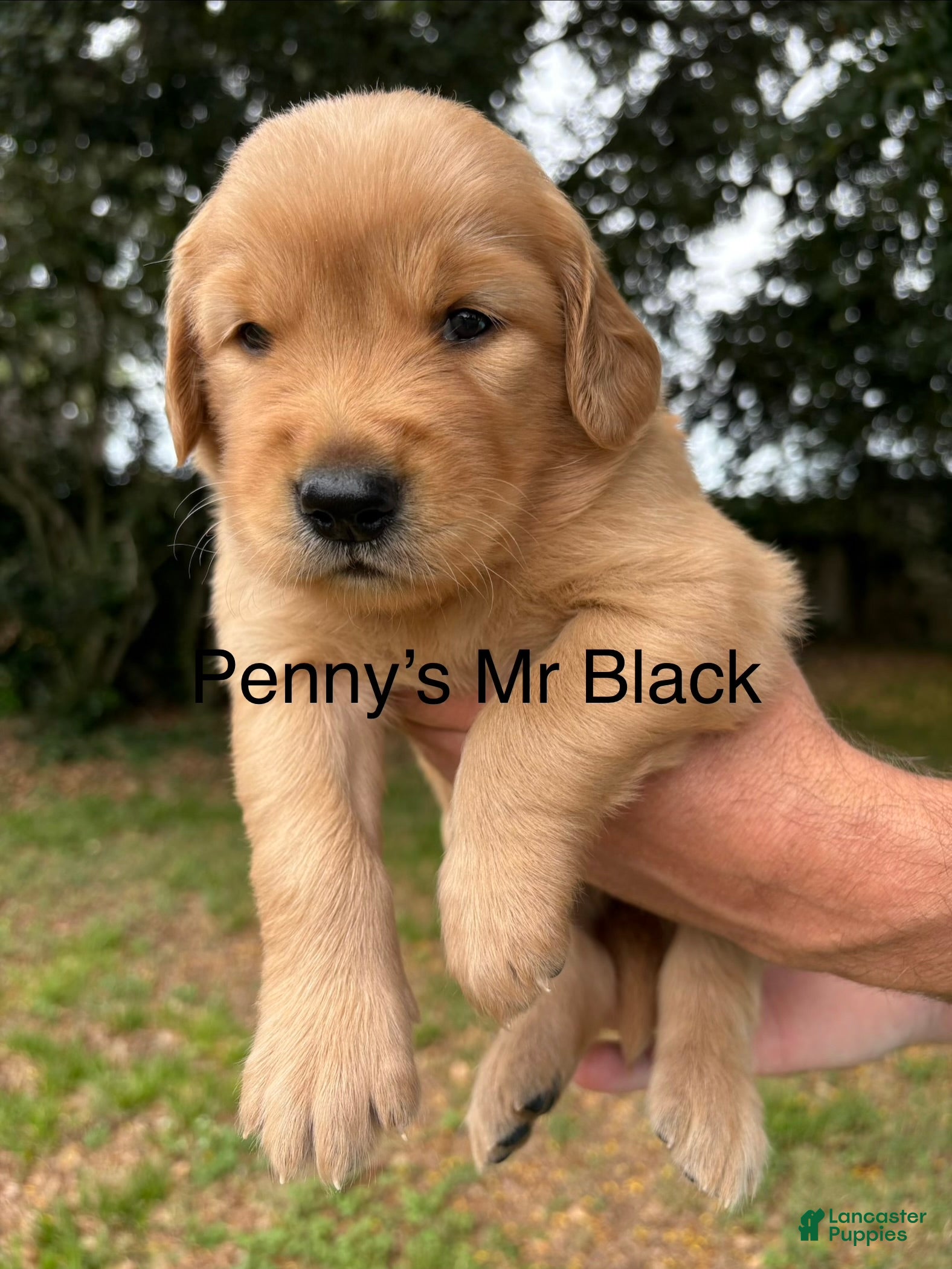 Golden Retriever dogs Penny’s Mr Black - Ad 32