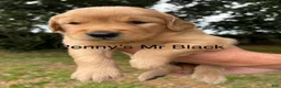 Golden Retriever dogs for sale: Penny’s Mr Black - Ad 5